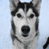 Photo de Malamute de l'alaska