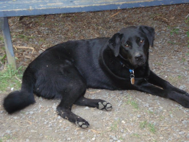 Photo de Labrador retriever