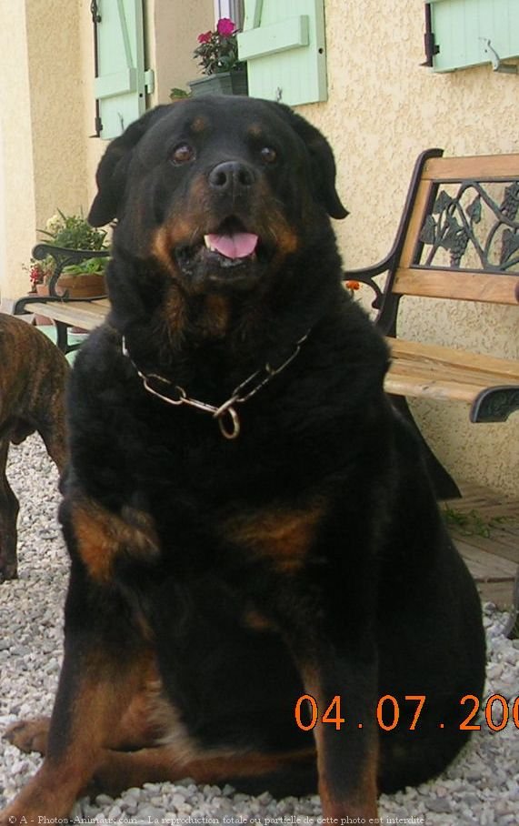 Photo de Rottweiler