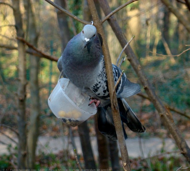 Photo de Pigeon