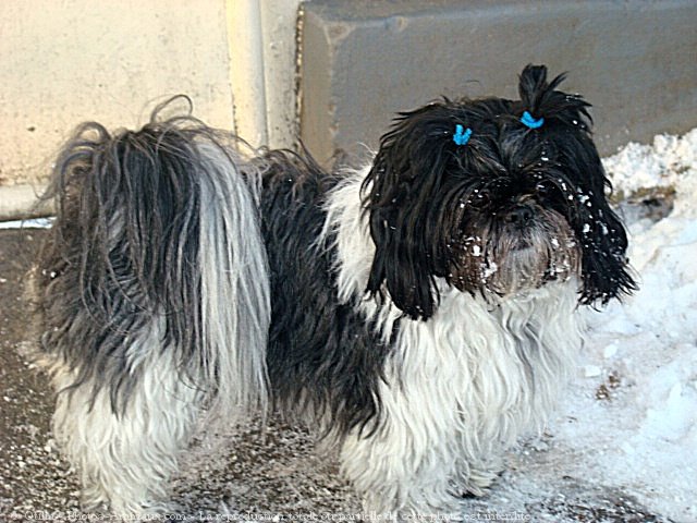 Photo de Shih tzu