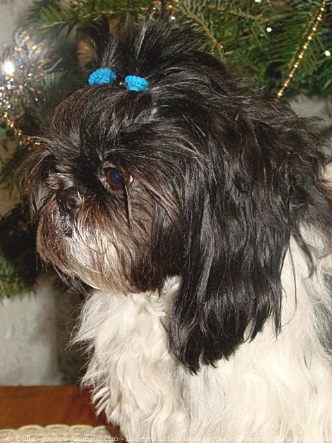 Photo de Shih tzu