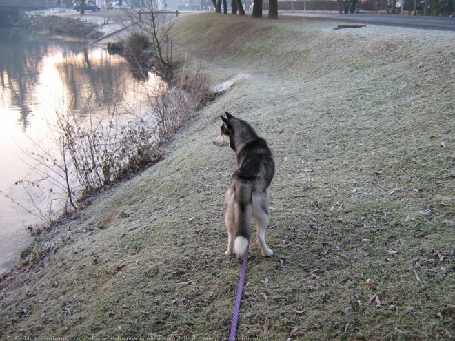 Photo de Husky siberien