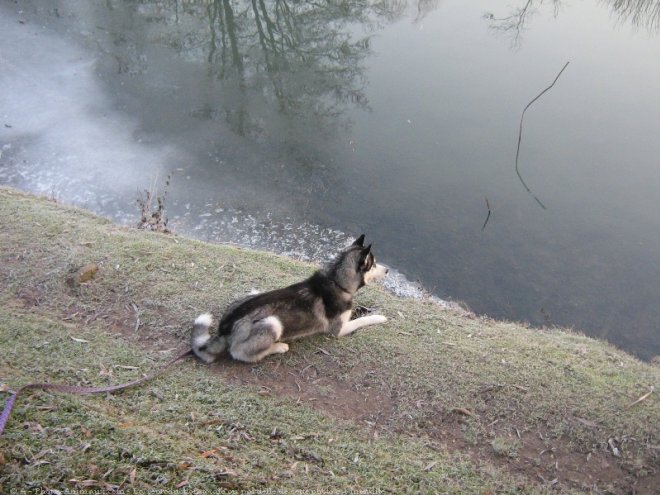 Photo de Husky siberien