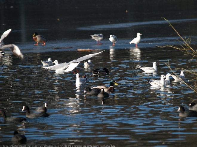 Photo de Mouette