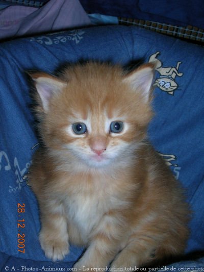 Photo de Maine coon