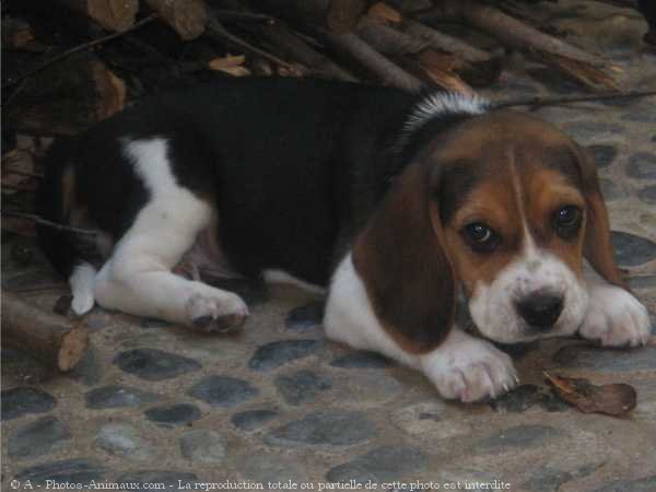 Photo de Beagle