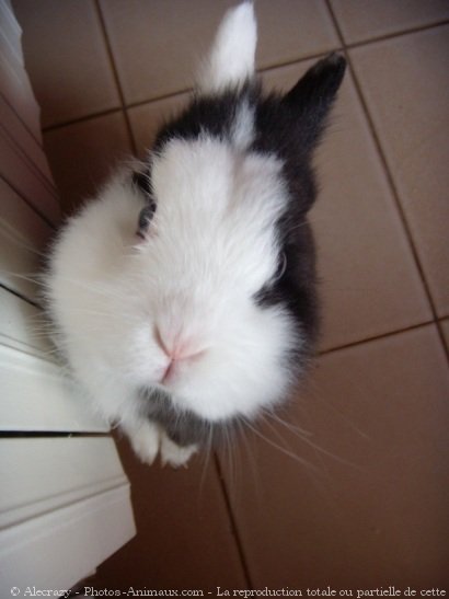 Photo de Lapin