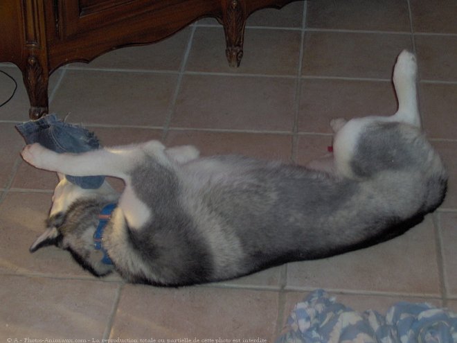 Photo de Husky siberien