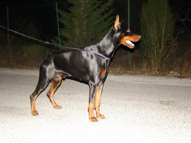 Photo de Dobermann