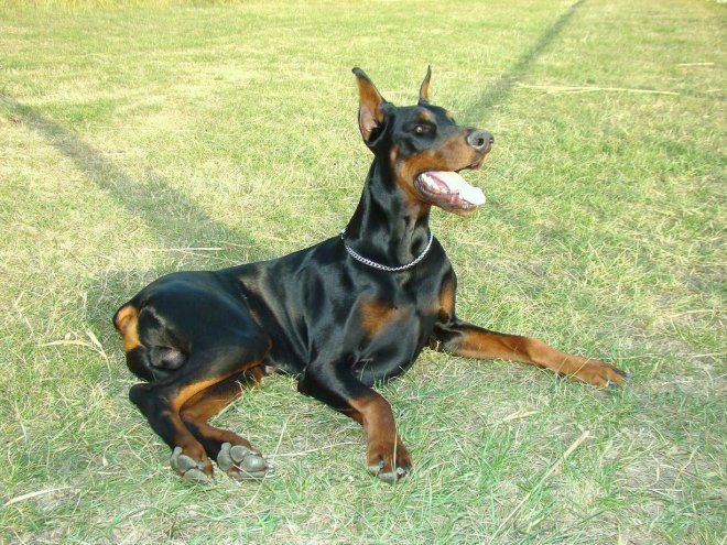 Photo de Dobermann