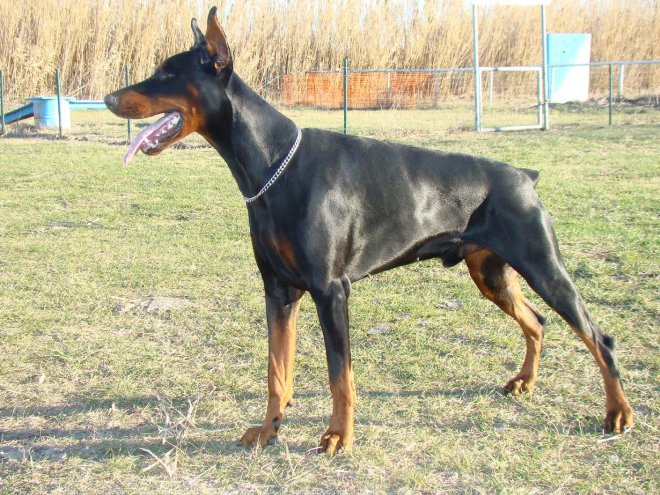 Photo de Dobermann