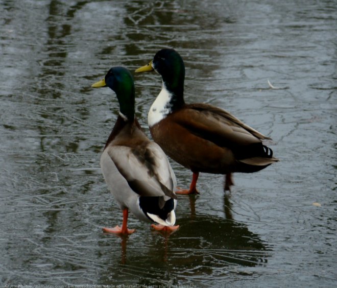 Photo de Canard