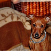 Photo de Pinscher nain