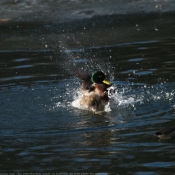 Photo de Canard colvert