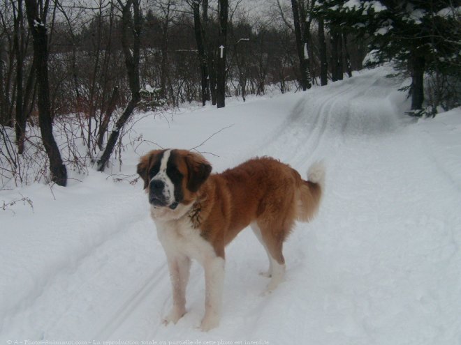 Photo de Saint-bernard poil long