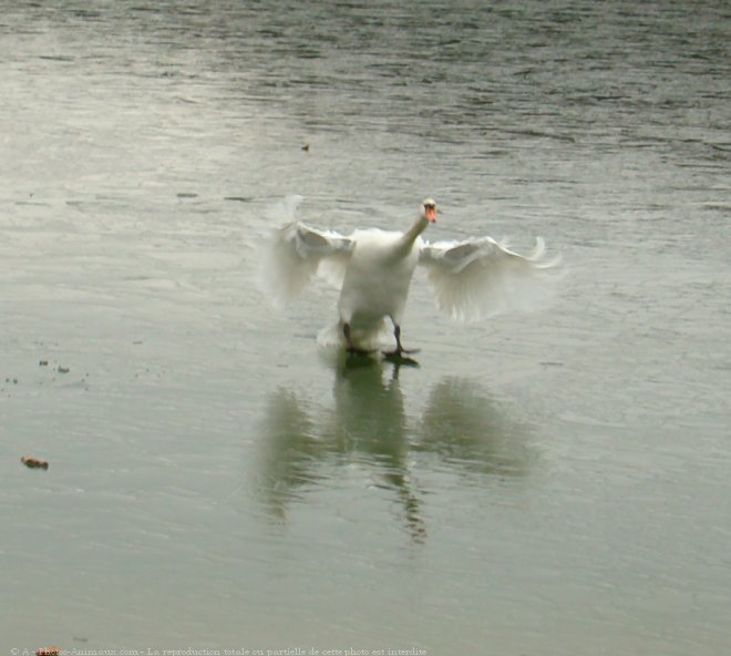 Photo de Cygne