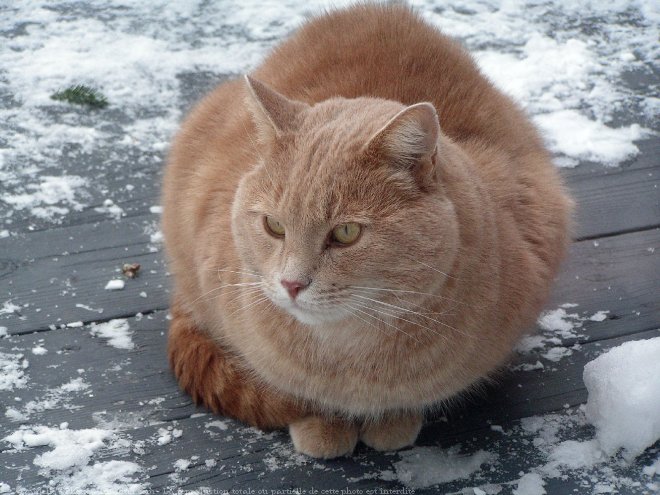 Photo de Chat domestique