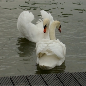 Photo de Cygne