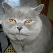 Photo de British shorthair