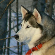 Photo de Husky siberien