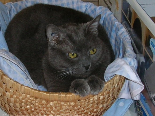 Photo de Chartreux