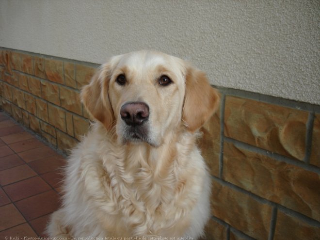 Photo de Golden retriever