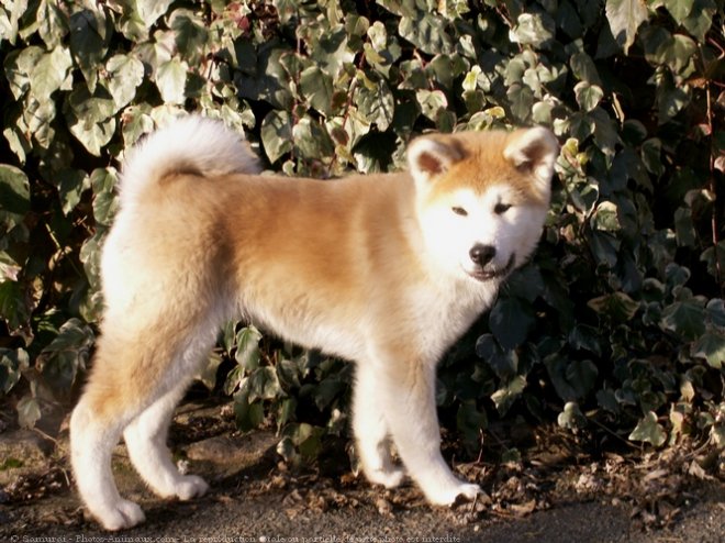 Photo d'Akita inu