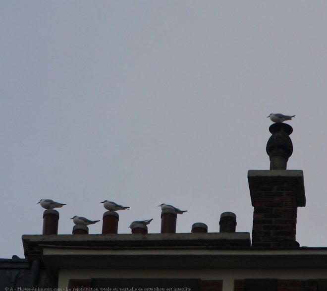 Photo de Mouette