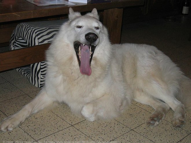 Photo de Berger blanc suisse