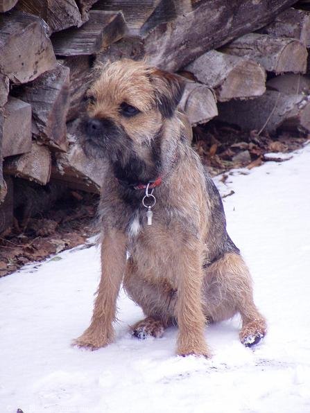 Photo de Border terrier