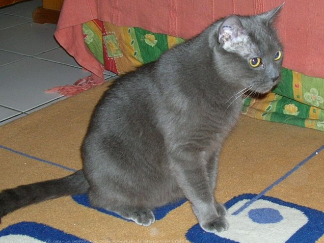 Photo de Chartreux