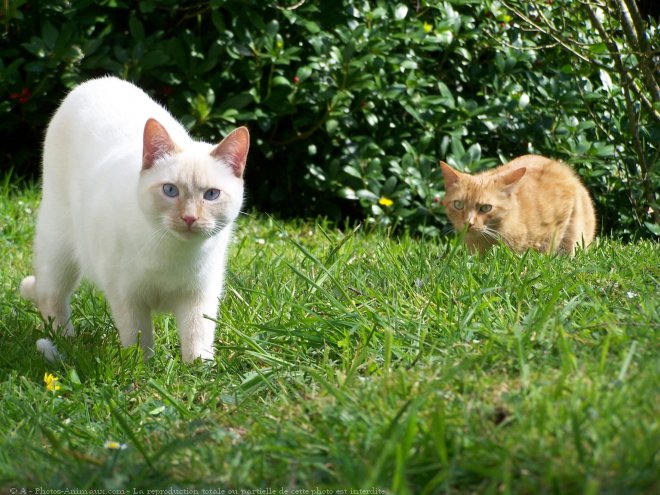 Photo de Chat domestique