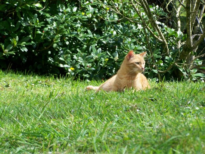 Photo de Chat domestique