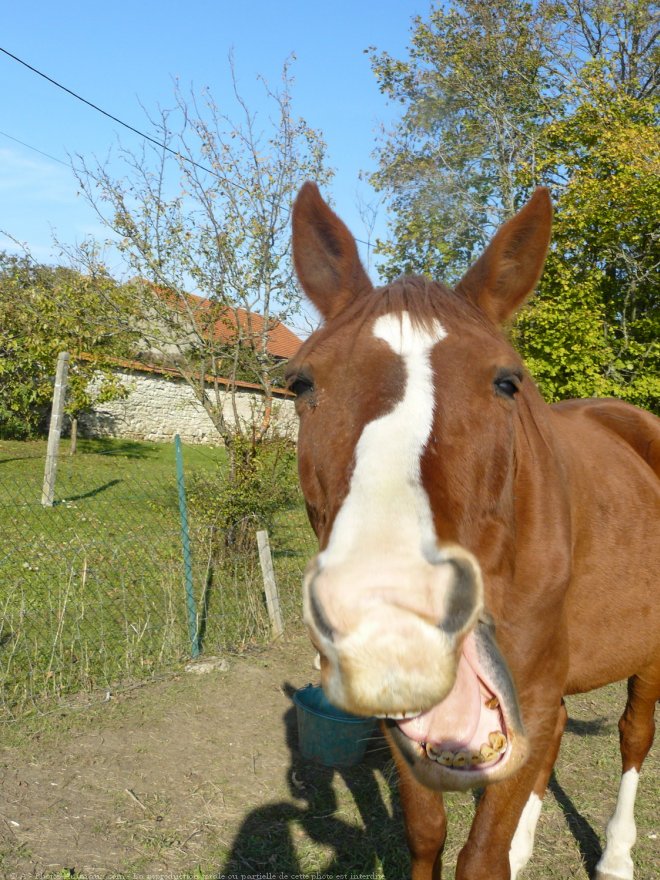 Photo de Trotteur franais