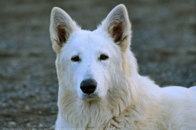 Photo de Berger blanc suisse