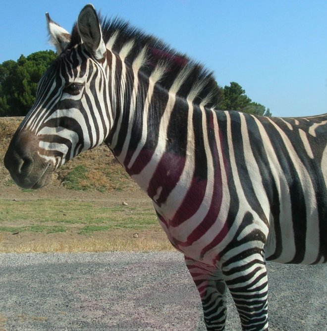 Photo de Zebre