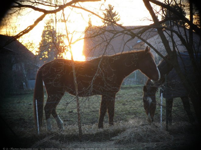 Photo de Trotteur franais