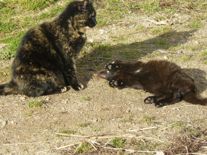 Photo de Chat domestique