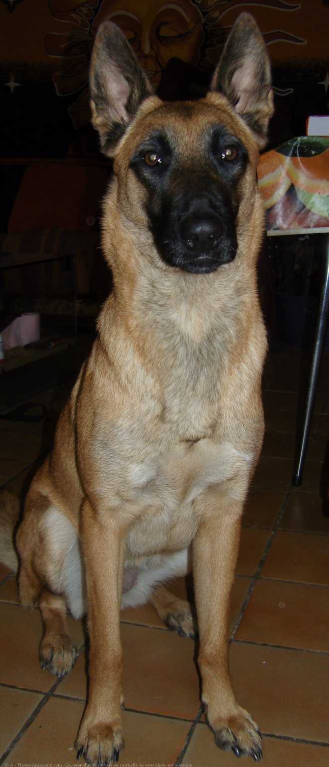 Photo De Berger Belge Malinois Biloute N Sur Photos Animaux Com