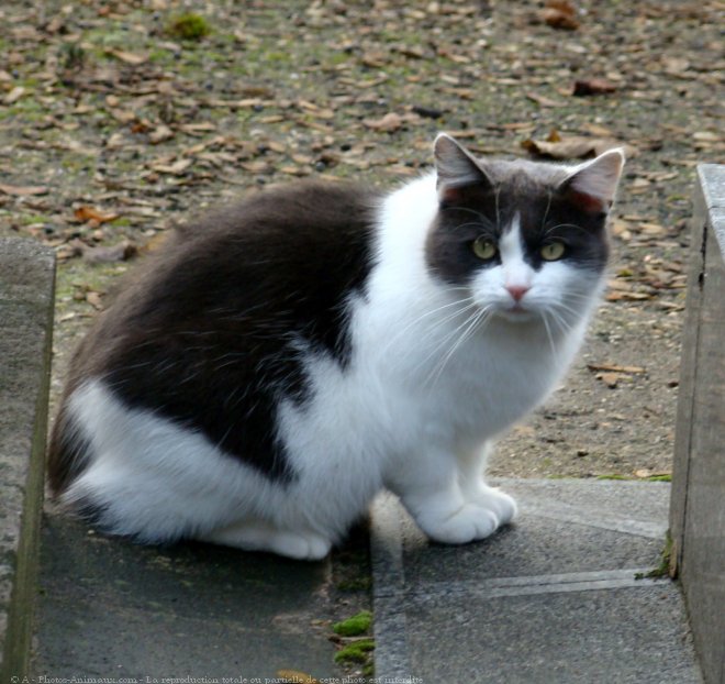 Photo de Chat domestique