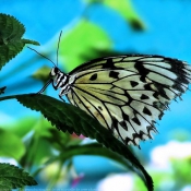 Photo de Papillon