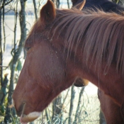 Photo de Trotteur franais