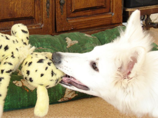 Photo de Berger blanc suisse