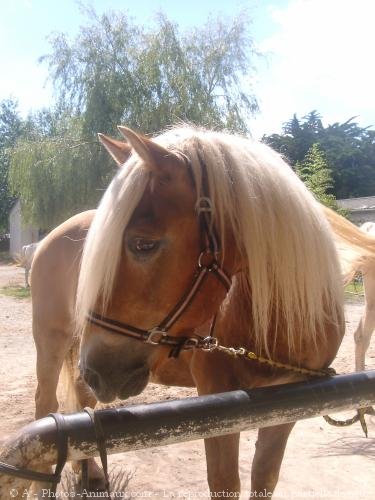 Photo de Haflinger