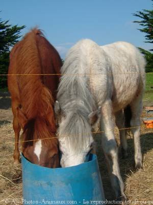 Photo de Races diffrentes