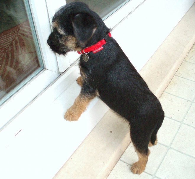 Photo de Border terrier