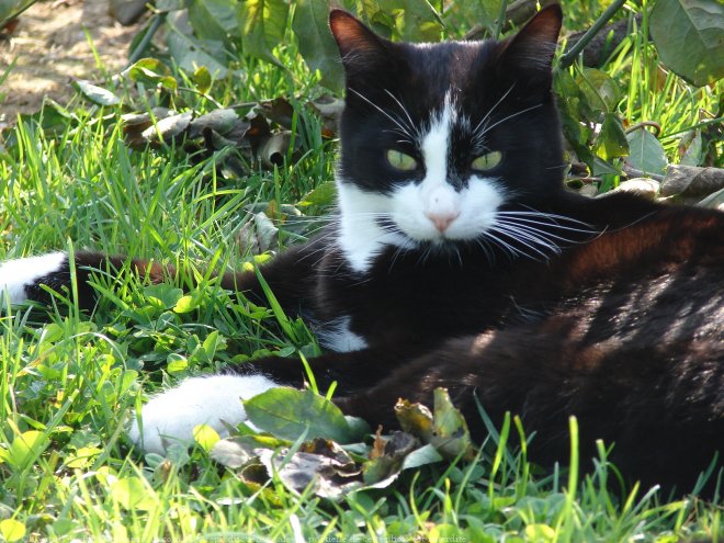 Photo de Chat domestique