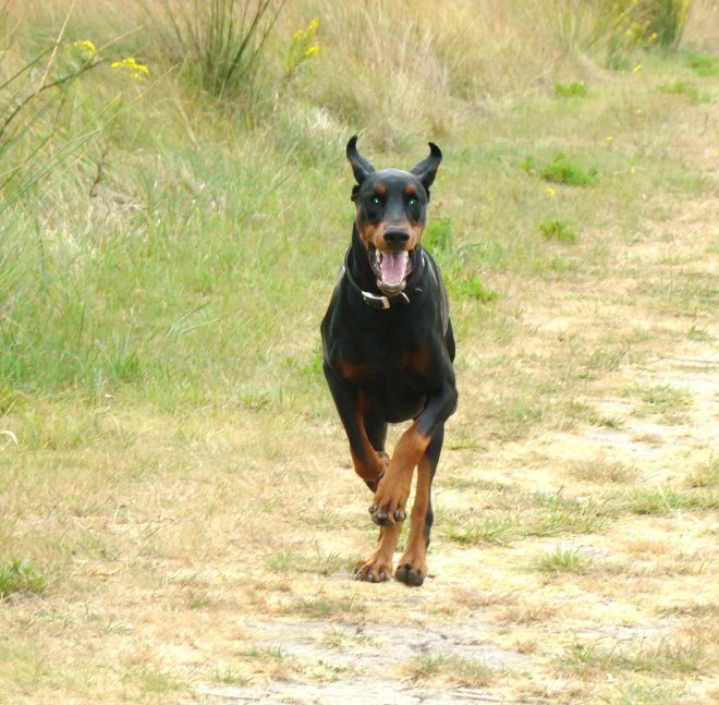 Photo de Dobermann