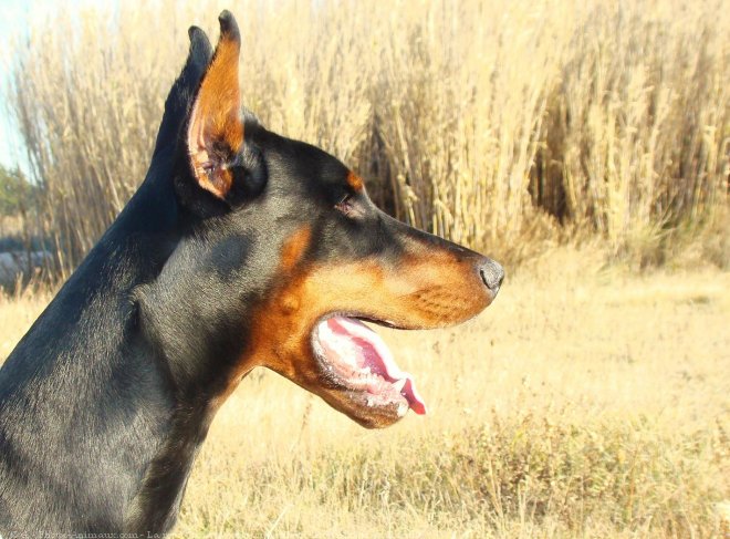 Photo de Dobermann